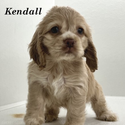 puppy, for, sale, Cocker Spaniel, Joe & Cherri  Overlease, dog, breeder, Miller, MO, dog-breeder, puppy-for-sale, forsale, nearby, find, puppyfind, locator, puppylocator, aca